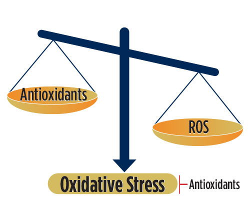 Tipping the scales on oxidative stress.