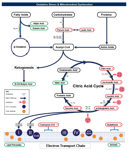 Chart shows the oxidative stress and mitochondrial disfunction cycle.